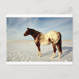 Postal Caballo de Invierno