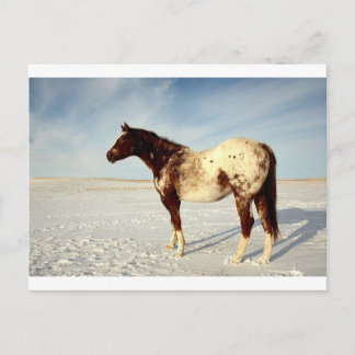 Postal Caballo de Invierno