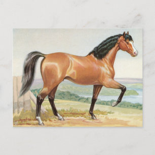 Postal Caballo de la Bahía Árabe - Bella Artes de color d