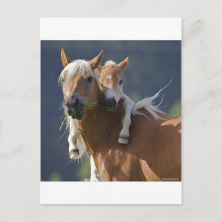 Postal Caballo de la madre y del bebé