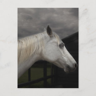 Postal Caballo de la tormenta