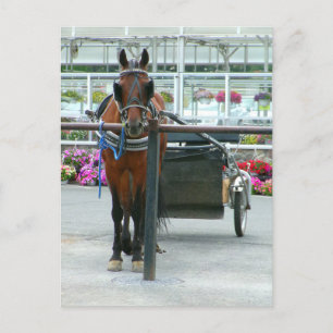 Postal Caballo de Lancaster