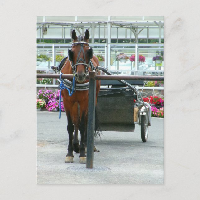 Postal Caballo de Lancaster (Anverso)