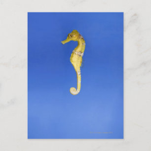 Postal Caballo de mar