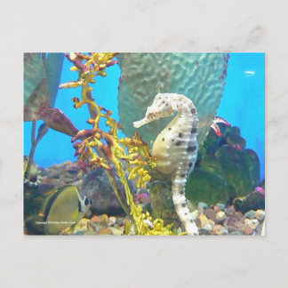 Postal Caballo de mar