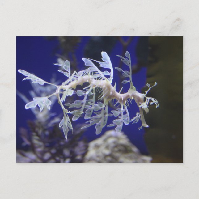 Postal Caballo de mar (Anverso)