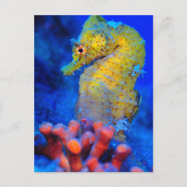 Postal Caballo de mar brillante | Hippocampus (Anverso)