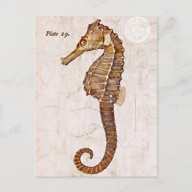 Postal Caballo de mar de época - caballitos de mar antigu (Anverso)