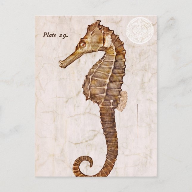 Postal Caballo de mar Océano Vintage (Anverso)