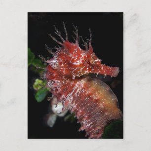 Postal Caballo de mar Pony Female Begur