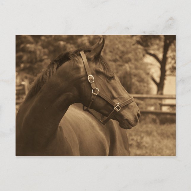 Postal Caballo de mi corazón (Anverso)