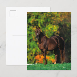 Postal Caballo de Montaña Rocky Bob Langrish de otoño