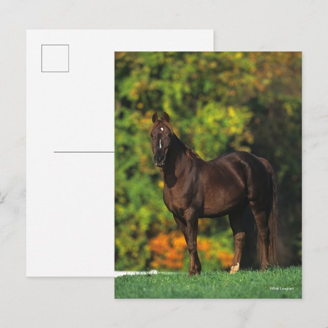 Postal Caballo de Montaña Rocky Bob Langrish de otoño (Anverso / Reverso)