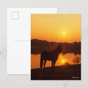 Postal Caballo de Montaña Rocosa de pie al atardecer