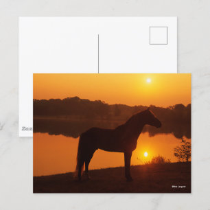 Postal Caballo De Montaña Rocosa De Pie De Atardecer