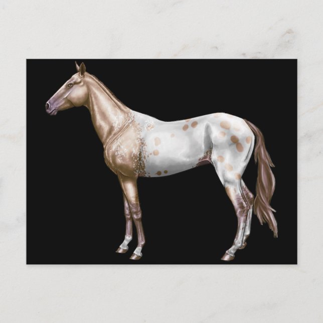 Postal Caballo de Nez Perce (Anverso)