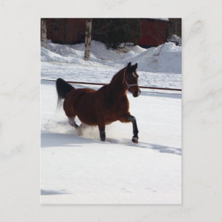 Postal Caballo de nieve