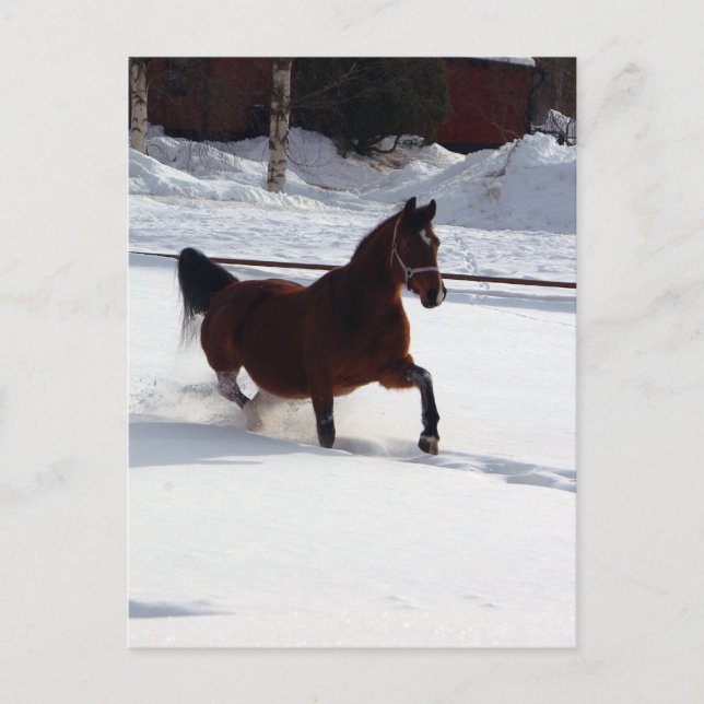 Postal Caballo de nieve (Anverso)
