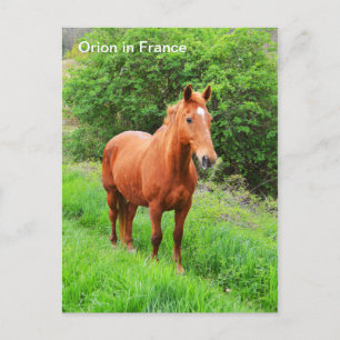 Postal Caballo de Orión de Francia