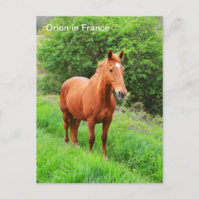 Postal Caballo de Orión de Francia (Anverso)