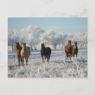 Postal Caballo de oveja negra