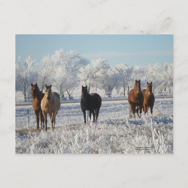 Postal Caballo de oveja negra (Anverso)