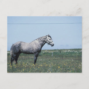 Postal Caballo de pie en el campo