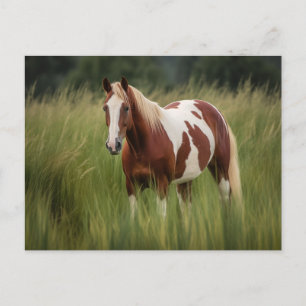 Postal Caballo de Pinto Mustang en Grasa Alta