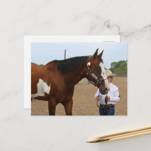 Postal Caballo de Pintura Bay Showmanship