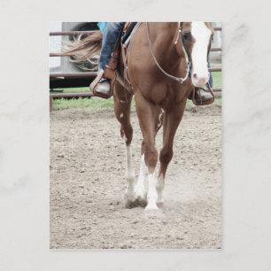 Postal Caballo de Pintura Occidental
