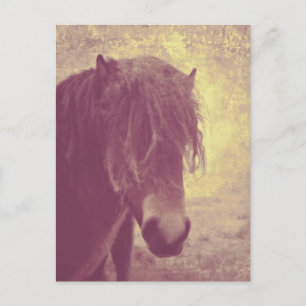 Postal Caballo de playa