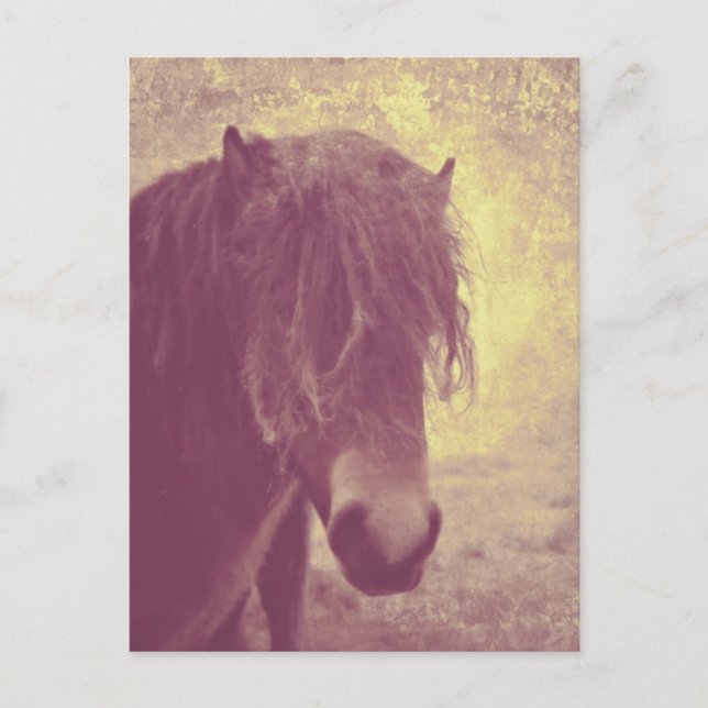 Postal Caballo de playa (Anverso)