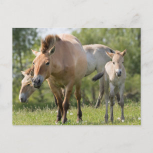 Postal Caballo de Przewalski y potro caminando
