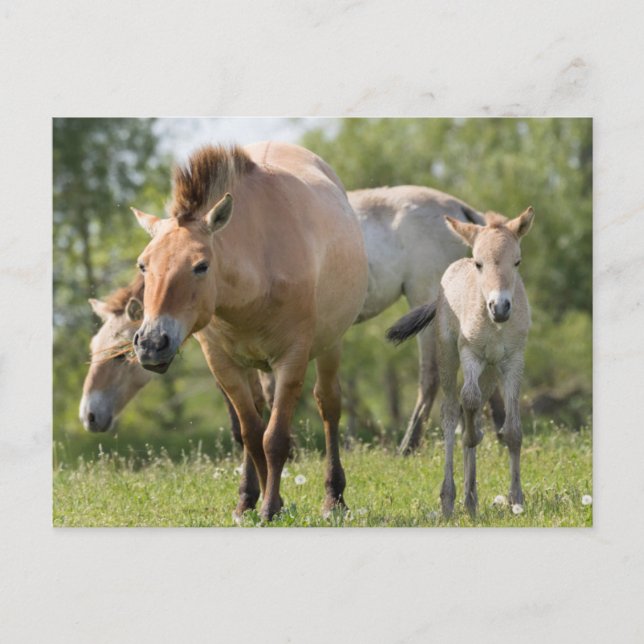 Postal Caballo de Przewalski y potro caminando (Anverso)