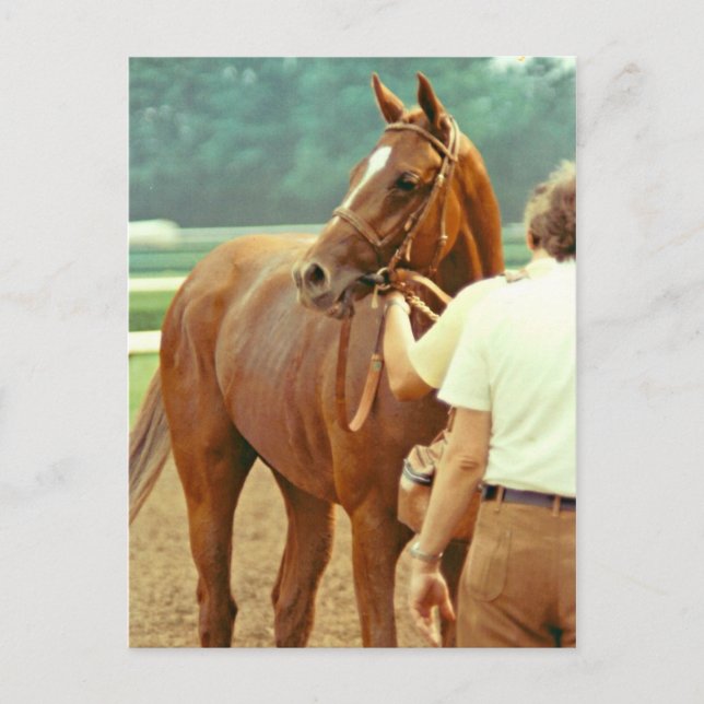 Postal Caballo De Raza Afirmado De Toroughbred 1978 (Anverso)