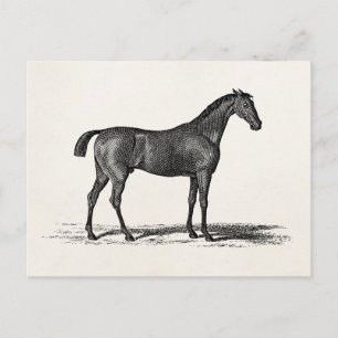 Postal Caballo de Raza Inglesa de los años 1800 - Caballo