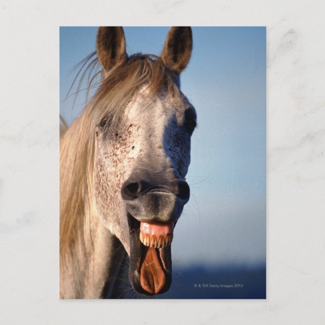 Postal caballo de risa (Anverso)