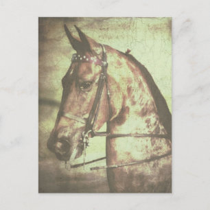 Postal Caballo de Saddlebred