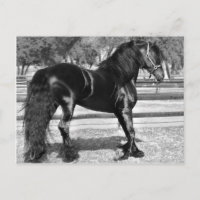 Caballo de semental negro
