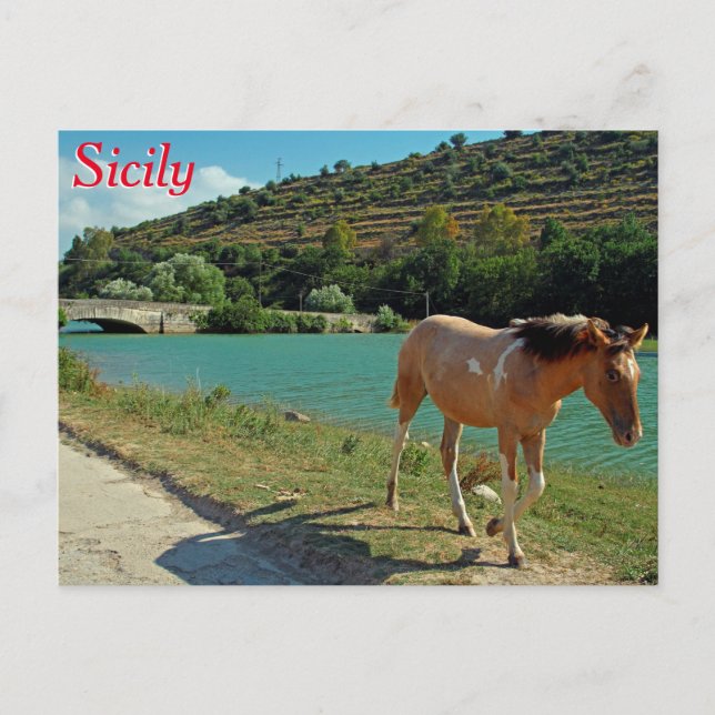 Postal Caballo de Sicilia (Anverso)
