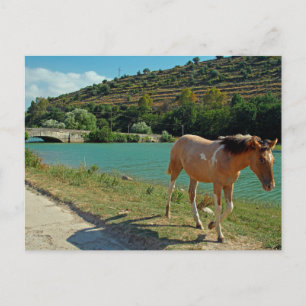 Postal Caballo de Sicilia