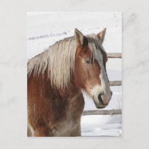 Postal Caballo de tiro