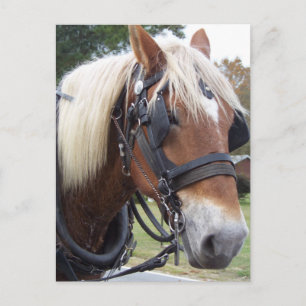 Postal Caballo de tiro