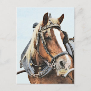 Postal Caballo de tiro de bretón en el mazo