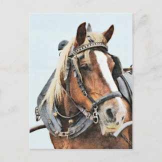 Postal Caballo de tiro de bretón en el mazo