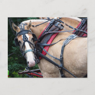 Postal Caballo de tiro mirando hacia atrás Gracias