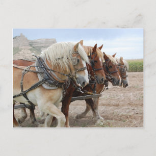 Postal Caballo de Trabajo Americano