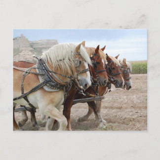 Postal Caballo de Trabajo Americano