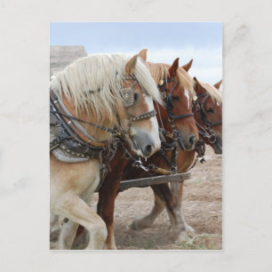 Postal Caballo de Trabajo Americano