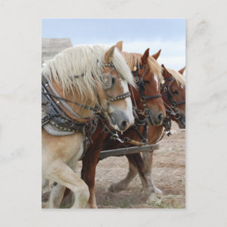 Postal Caballo de Trabajo Americano